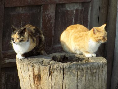  Evcil kedi ya da evcil kedi (Felis Silvestris catus)                                       