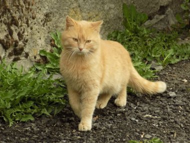  Evcil kedi ya da evcil kedi (Felis Silvestris catus)                                       