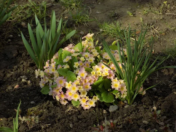 Çuha çiçeği veya çuha çiçeği (Primula)