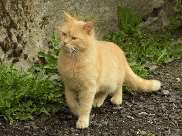 Házi Macska Vagy Házi Macska Felis Silvestris Catus — Stock Fotó