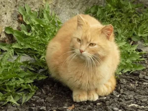 Κατοικίδια Γάτα Οικιακή Γάτα Felis Silvestris Catus — Φωτογραφία Αρχείου