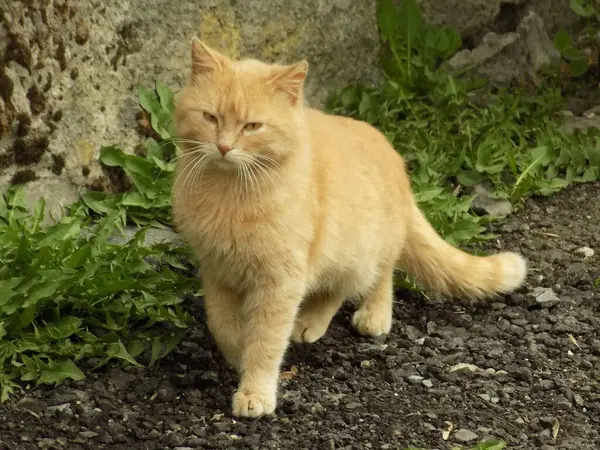 Κατοικίδια Γάτα Οικιακή Γάτα Felis Silvestris Catus — Φωτογραφία Αρχείου