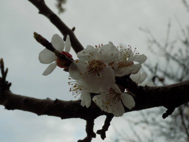 Taş meyvelerin bahar çiçekleri. Kayısı çiçeği