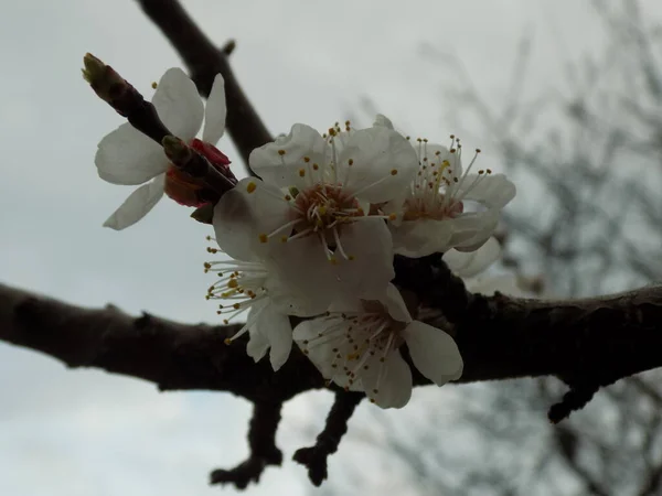 Frühjahrsblüte Der Steinfrüchte Aprikosenblüte — Stockfoto