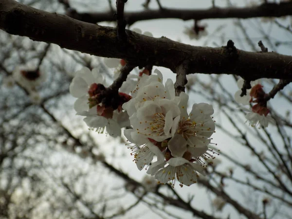 Spring Flowering Stone Fruits Apricot Flower — Stock Photo, Image