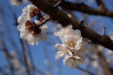Taş meyvelerin bahar çiçekleri. Kayısı çiçeği