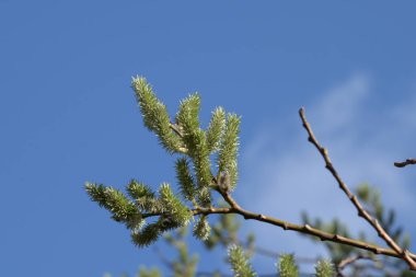 Tomurcuklar veya çubuklar (gemma)