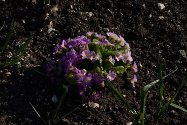 Çuha çiçeği veya çuha çiçeği (Primula)