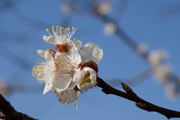 Spring Flowering Stone Fruits Apricot Flower — Stock Photo, Image
