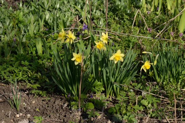 Narcissen Narcissen Marcissen Narcissen — Stockfoto