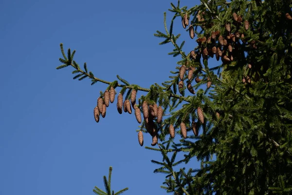 Cones Uma Árvore — Fotografia de Stock