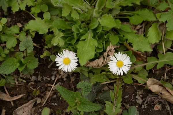 Chamomile Matricaria Een Geslacht Van Eenjarige Zeer Vertakte Planten Met — Stockfoto