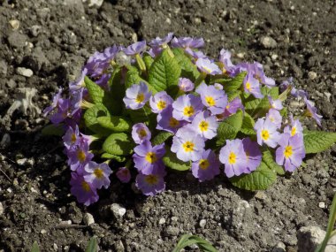 Çuha çiçeği veya çuha çiçeği (Primula)