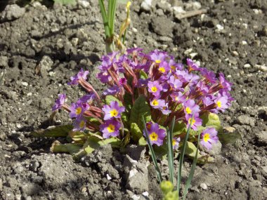 Çuha çiçeği veya çuha çiçeği (Primula)