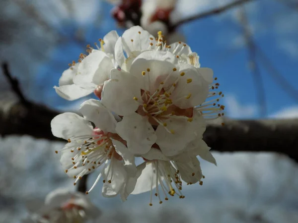 Floraison Printanière Fruits Noyau Fleurs Abricot — Photo