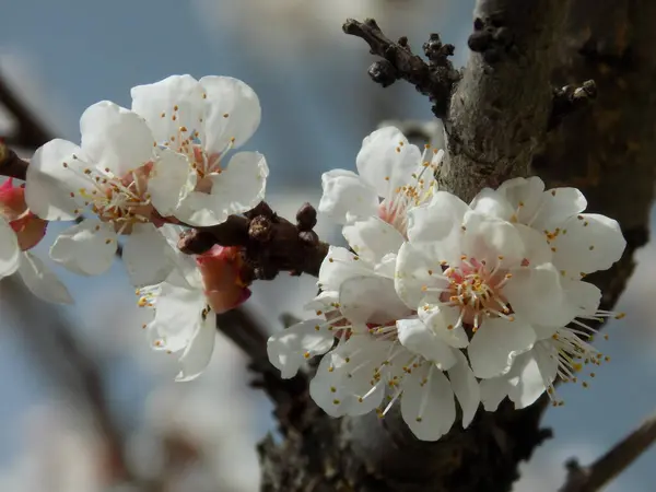 Spring Flowering Stone Fruits Apricot Flower — Stock Photo, Image