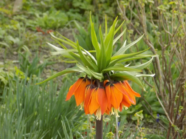 Fritillaria Imperial Lat Fritillria Imperilis — Foto de Stock