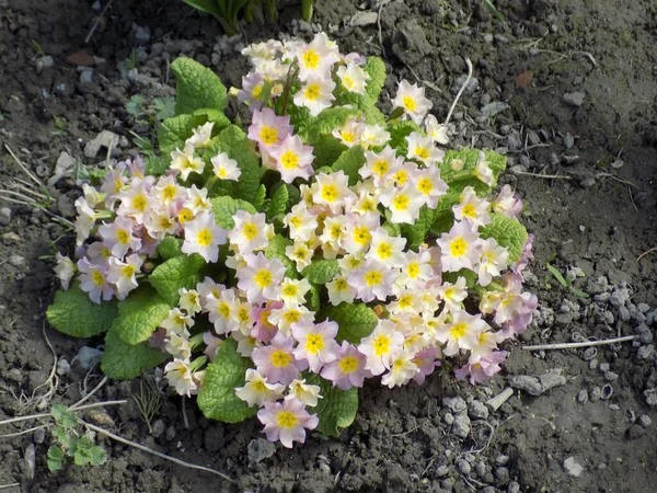 Çuha çiçeği veya çuha çiçeği (Primula)