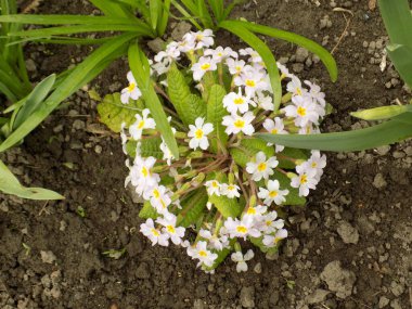 Çuha çiçeği veya çuha çiçeği (Primula)