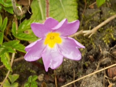 Çuha çiçeği veya çuha çiçeği (Primula)