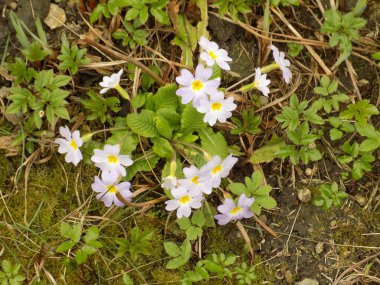 Çuha çiçeği veya çuha çiçeği (Primula)