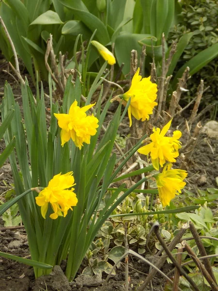 Narcissus Narcissus Marcis Narcissus — Stockfoto