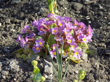 Çuha çiçeği veya çuha çiçeği (Primula)          