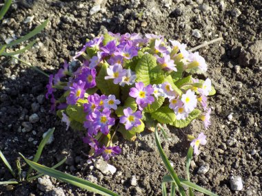 Çuha çiçeği veya çuha çiçeği (Primula)          