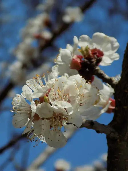 Весеннее Цветение Каменных Фруктов Цветок Абрикоса — стоковое фото