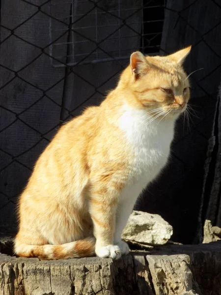 Gato Doméstico Felis Silvestris Catus —  Fotos de Stock