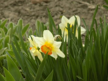 Narcissus, narcissus, marcis (Narcissus)                    