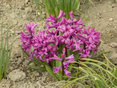 Sümbül (Yunanca:). , Hyacinthus)