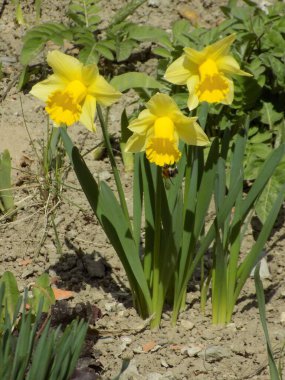  Narcissus, narcissus, marcis (Narcissus)                             