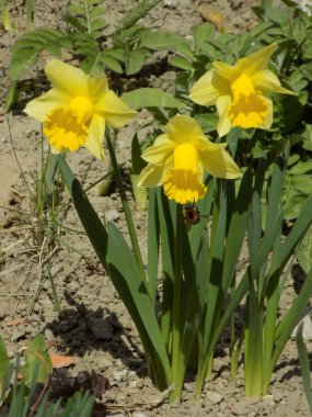  Narcissus, narcissus, marcis (Narcissus)                             