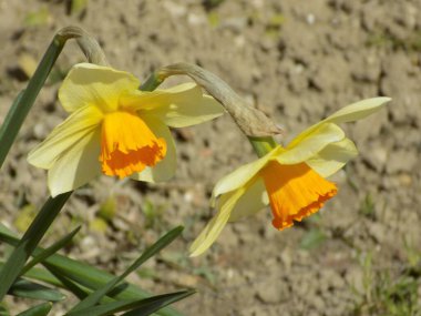  Narcissus, narcissus, marcis (Narcissus)                             