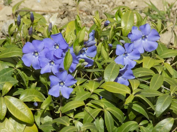 Periwinkle Vinca Rod Kvetoucích Rostlin Čeledi Okvětních Apocynaceae — Stock fotografie