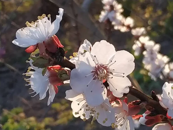 石の果実の春の開花 アプリコットの花 — ストック写真