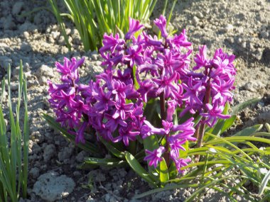 Sümbül (Yunanca:). , Hyacinthus)