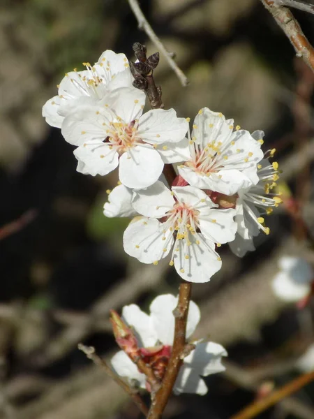 Весняне Цвітіння Кам Яних Плодів Абрикосова Квітка — стокове фото
