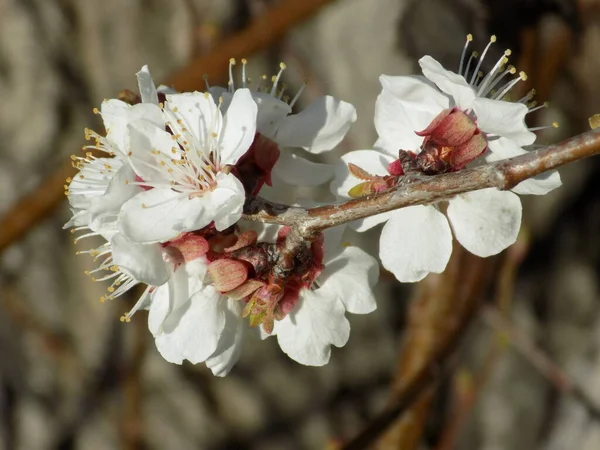 Floraison Printanière Fruits Noyau Fleurs Abricot — Photo