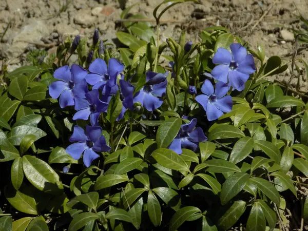 Periwinkle Vinca Рід Квіткових Рослин Родини Бобових Apocynaceae — стокове фото