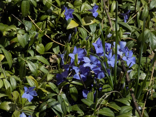 ペリウィンクル ビンカ ペリウィンクルやドッグウッド科の開花植物の属 Apocynaceae — ストック写真