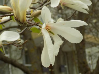 Magnolia, manolya familyasından büyük bir bitki cinsidir.
