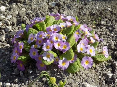Çuha çiçeği veya çuha çiçeği (Primula)
