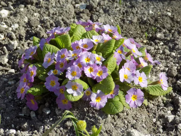 Çuha çiçeği veya çuha çiçeği (Primula)
