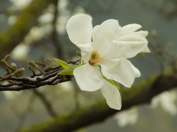 Magnolia Είναι Ένα Μεγάλο Γένος Φυτών Στην Οικογένεια Magnolia — Φωτογραφία Αρχείου