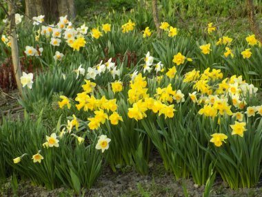 Narcissus, narcissus, marcis (Narcissus)                    