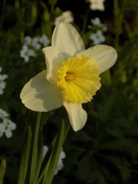 Narcissus Narcissus Marcis Narcissus — Stock Photo, Image