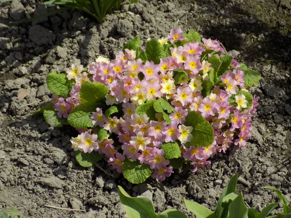 Çuha çiçeği veya çuha çiçeği (Primula)