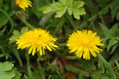 Sıradan karahindiba (Latin Lentodon)